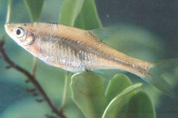 细鳊是什么鱼？