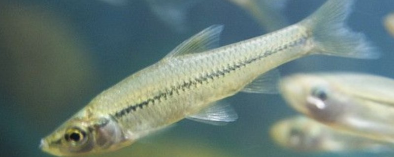 细鳊是什么鱼？