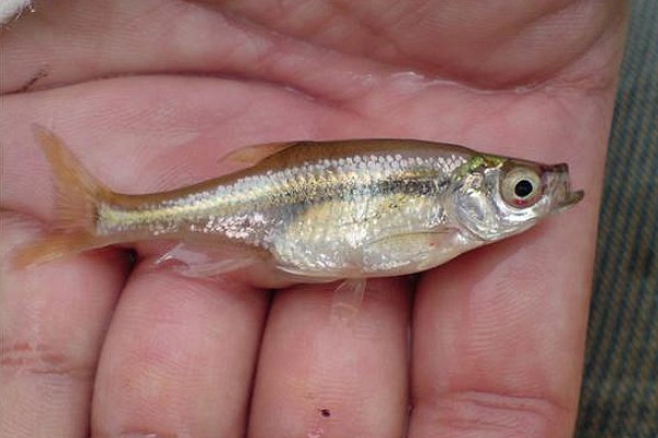 细鳊是什么鱼？