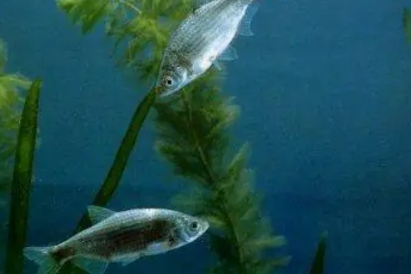 细鳊是什么鱼？