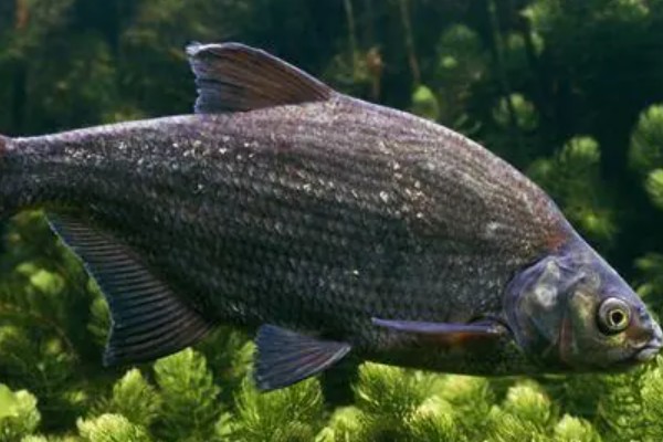 欧鳊是什么鱼？