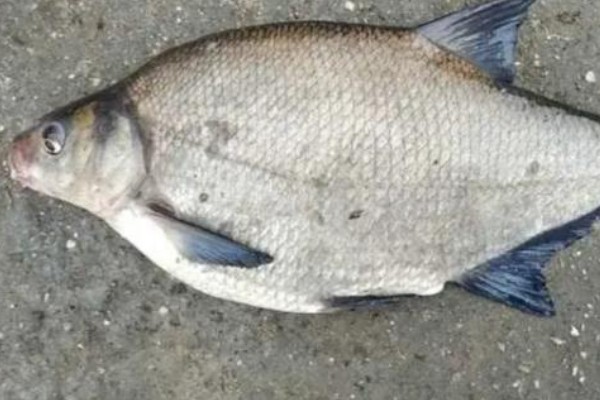 欧鳊是什么鱼？