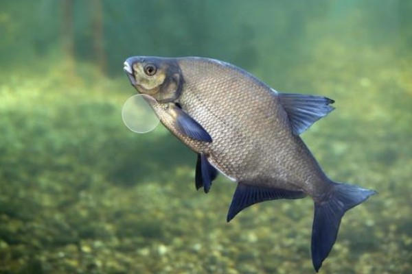 欧鳊是什么鱼？