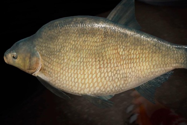 东方欧鳊是什么鱼？