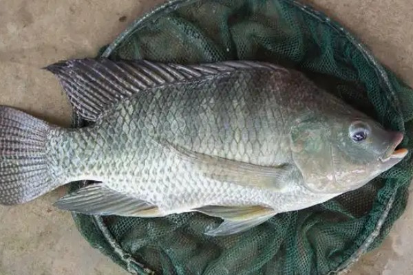 东方欧鳊是什么鱼？