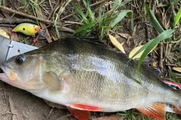 东方欧鳊是什么鱼？