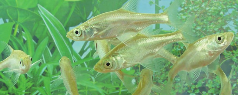 长鼻梅氏鳊是什么鱼？