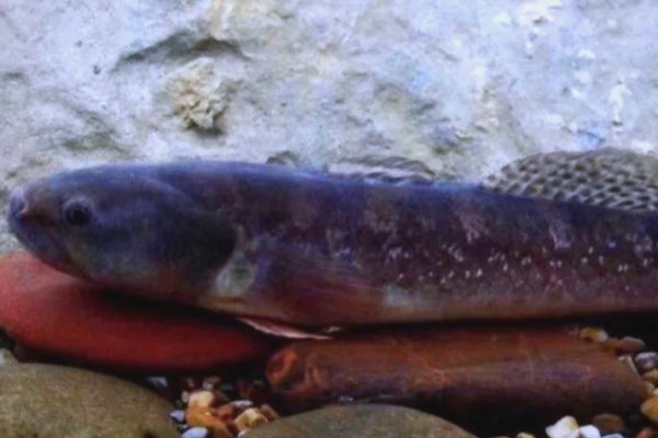 头孔塘鳢是什么鱼？
