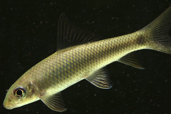 长鼻梅氏鳊是什么鱼？