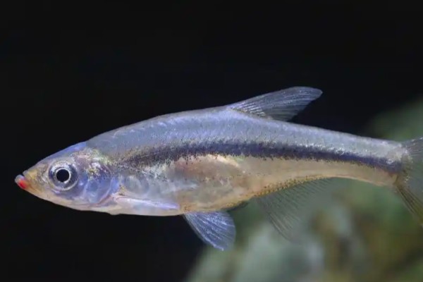 长鼻梅氏鳊是什么鱼？