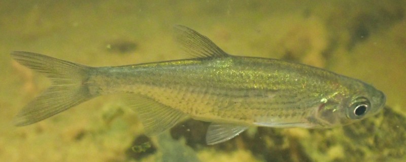 线纹梅氏鳊是什么鱼？