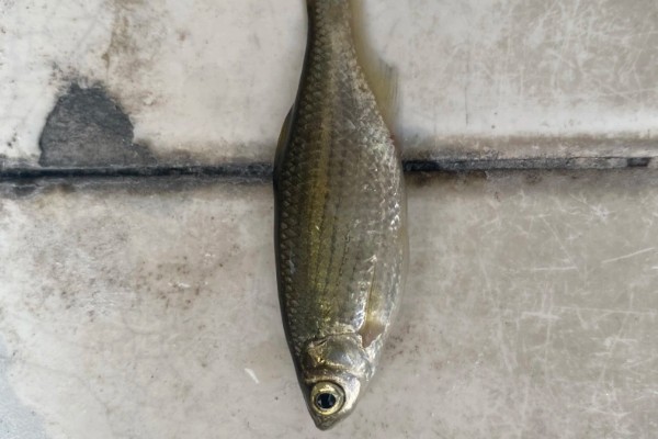 线纹梅氏鳊是什么鱼？