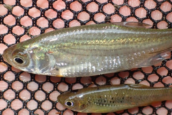 线纹梅氏鳊是什么鱼？