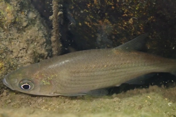 梅氏鳊是什么鱼？