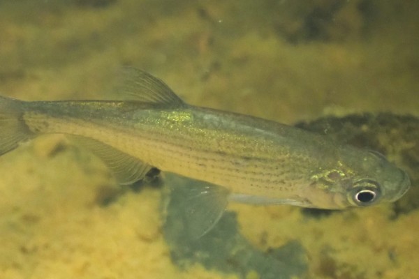 梅氏鳊是什么鱼？