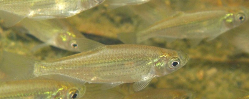 梅氏鳊是什么鱼？