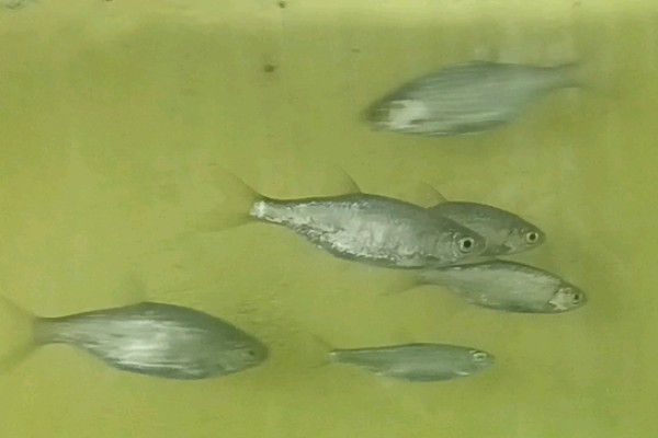 梅氏鳊是什么鱼？