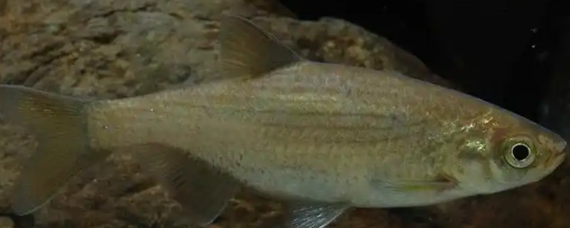 大鳞梅氏鳊是什么鱼？