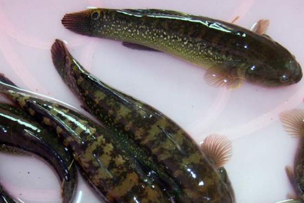 头孔塘鳢是什么鱼？