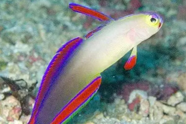 华丽线塘鳢是什么鱼？