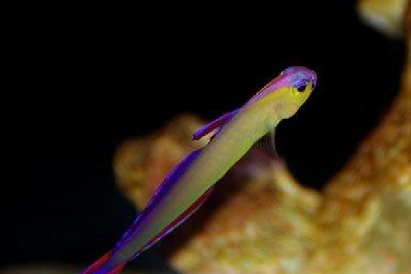 华丽线塘鳢是什么鱼？