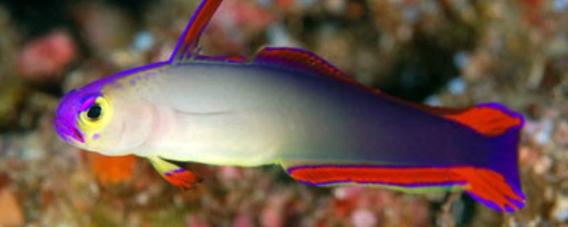 华丽线塘鳢是什么鱼？