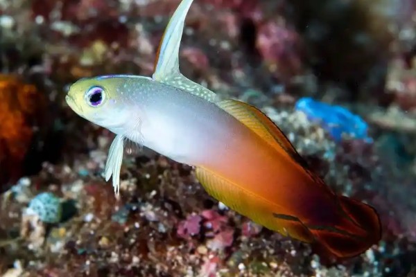 华丽线塘鳢是什么鱼？