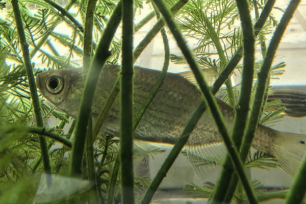 大鳞梅氏鳊是什么鱼？