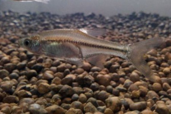 大鳞梅氏鳊是什么鱼？