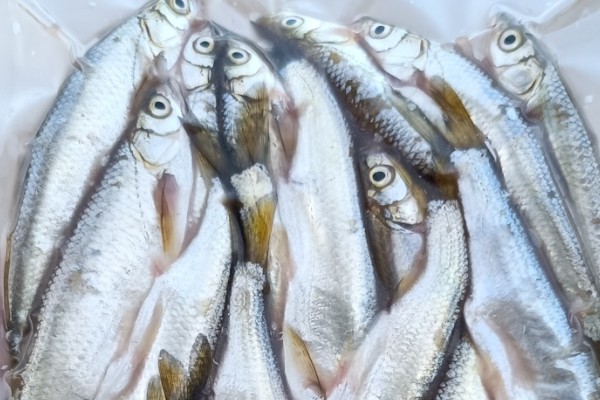 阳宗白鱼是什么鱼？