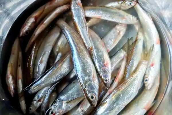 银白鱼是什么鱼？