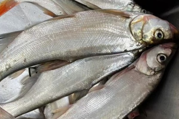 阳宗白鱼是什么鱼？