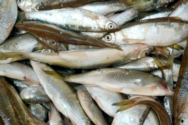 银白鱼是什么鱼？