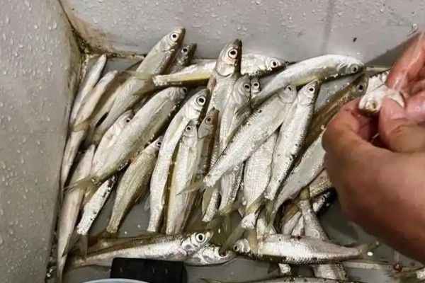 邛海白鱼是什么鱼？