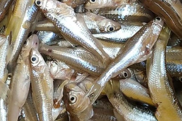 邛海白鱼是什么鱼？