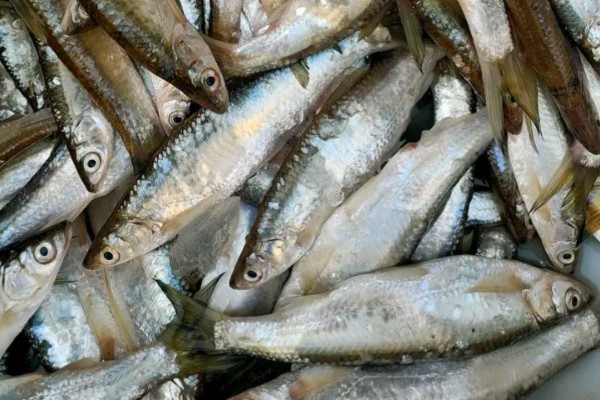 邛海白鱼是什么鱼？