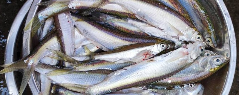 邛海白鱼是什么鱼？