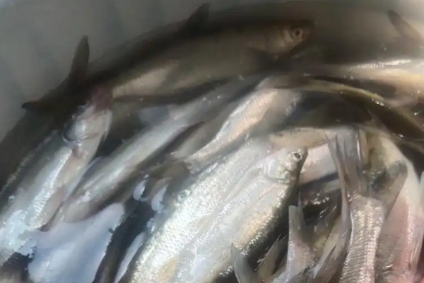 路南金线白鱼是什么鱼？