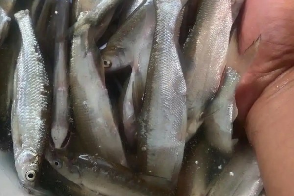 路南金线白鱼是什么鱼？