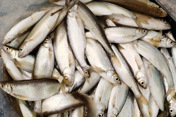 路南金线白鱼是什么鱼？