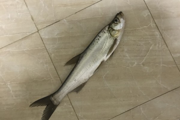 长尾白鱼是什么鱼？