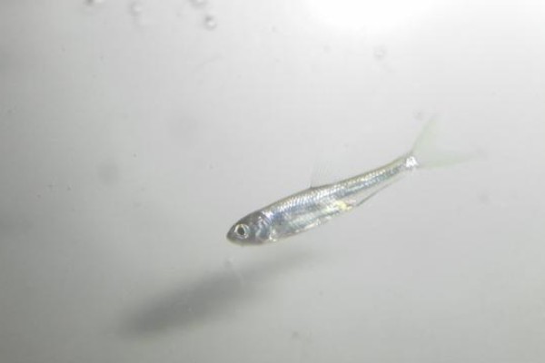 西昌白鱼是什么鱼？