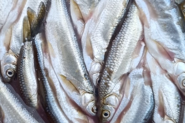 西昌白鱼是什么鱼？