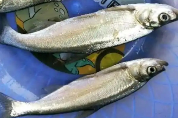 长尾白鱼是什么鱼？