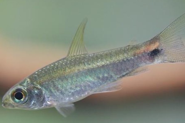 西昌白鱼是什么鱼？