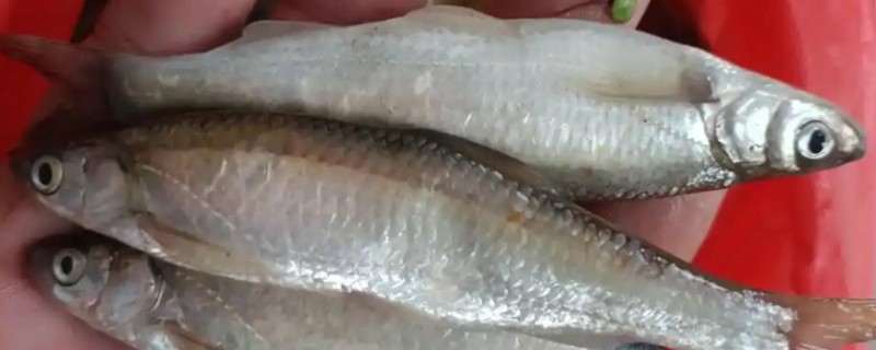 程海白鱼是什么鱼？