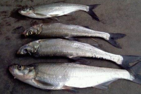 程海白鱼是什么鱼？