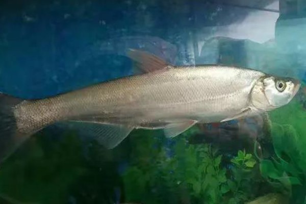 程海白鱼是什么鱼？