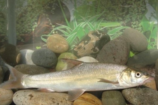 程海白鱼是什么鱼？