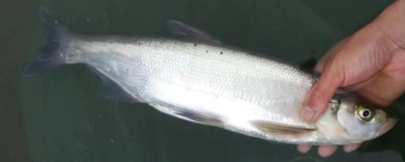 长尾白鱼是什么鱼？